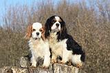 CAVALIER KING CHARLES 366